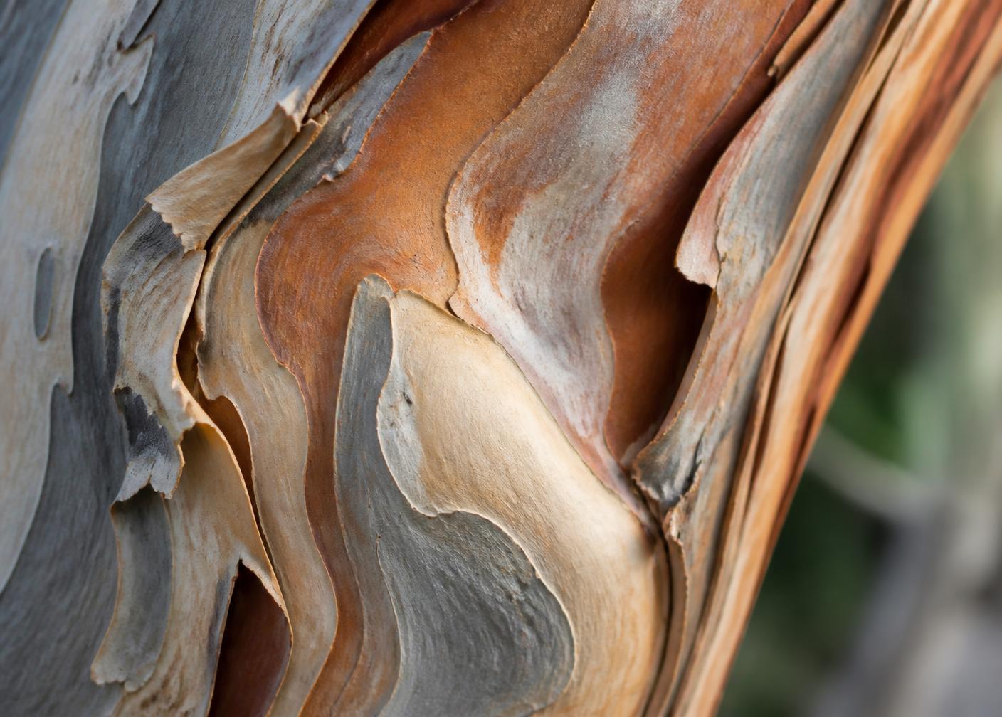 Close-up of crepe myrtle bark peeling away to reveal smooth cinnamon and grey wood
