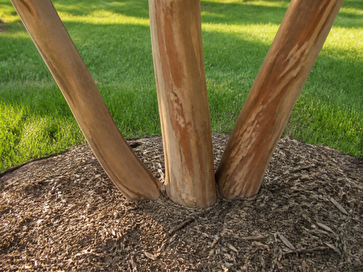 The clean base of a maintained crepe myrtle, three smooth cinnamon trunks rising from mulch