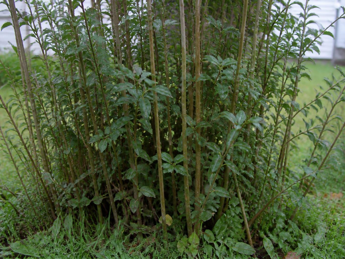 The base of a neglected crepe myrtle, hidden by a thicket of sucker shoots