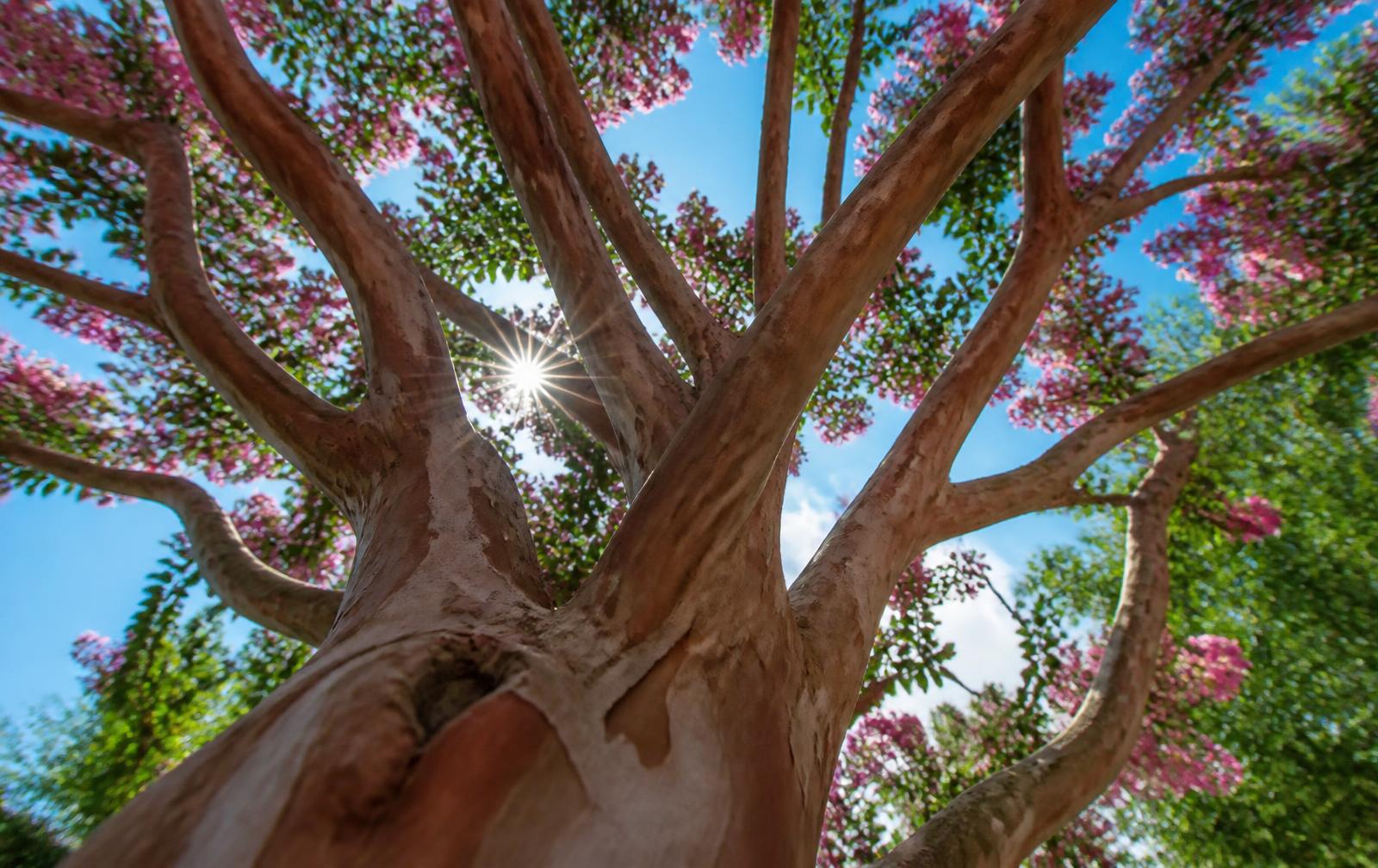 Looking up through the open canopy of a pruned crepe myrtle at pink blooms and blue sky