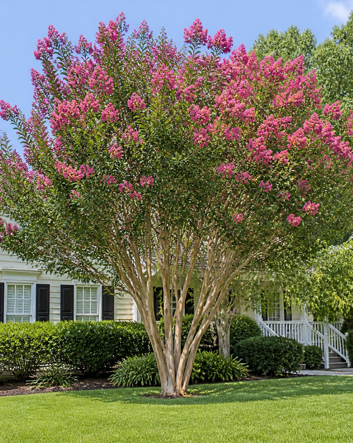 A mature multi-trunk crepe myrtle in a front yard, five trunks limbed up under an open canopy of pink blooms