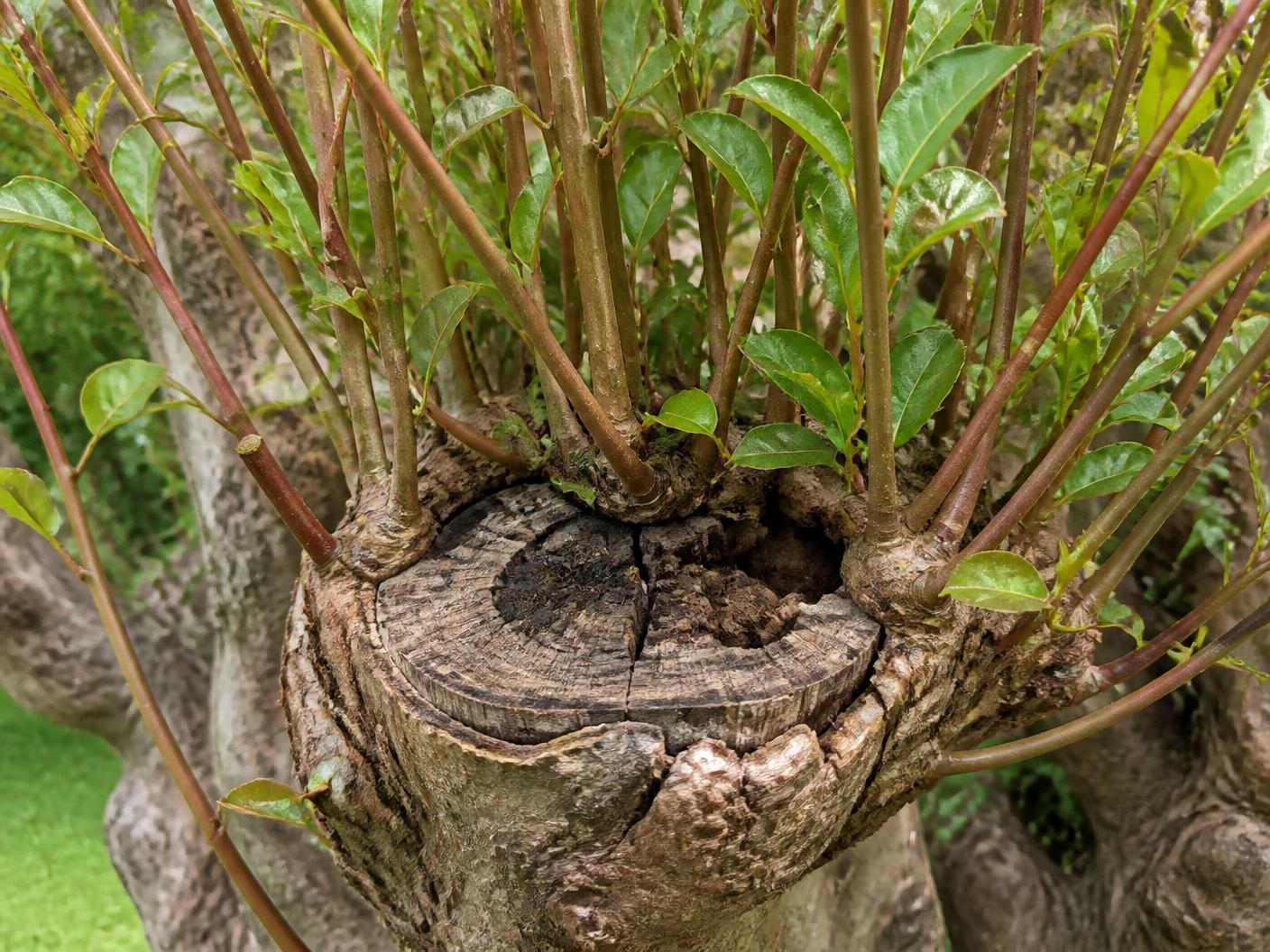 Close-up of a topped crepe myrtle knuckle with a fist of thin whippy shoots and a cracked, decaying flat cut