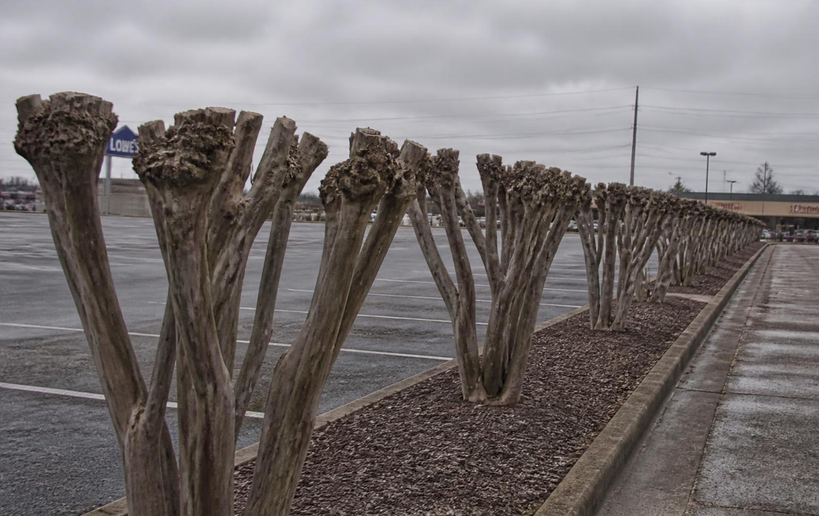 A row of severely topped crepe myrtles in a winter parking lot, every trunk sawn flat into knuckled stubs