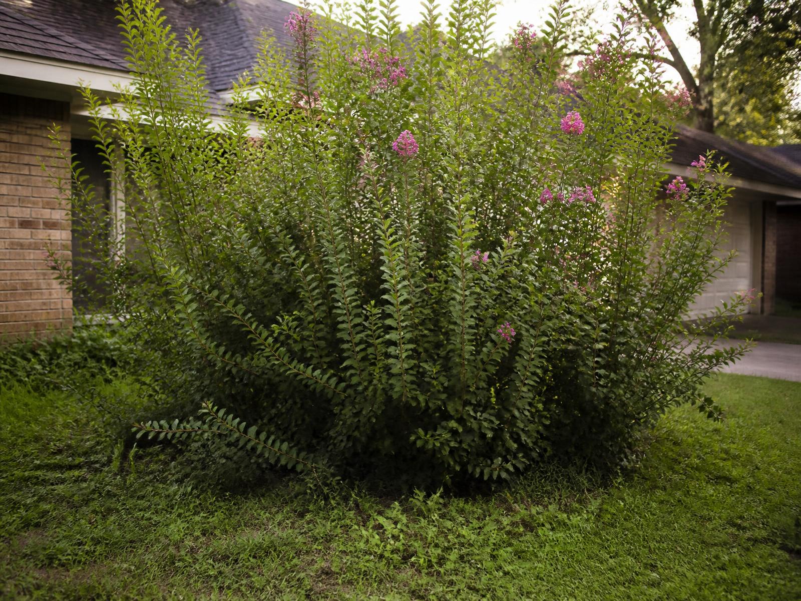 An unpruned crepe myrtle grown into a dense, shapeless shrub with no visible trunks
